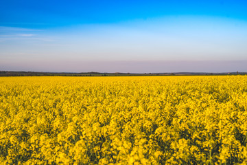 Fototapeta premium Blooming yellow rape field in the sunshine and bright blue sky in Lower Austria