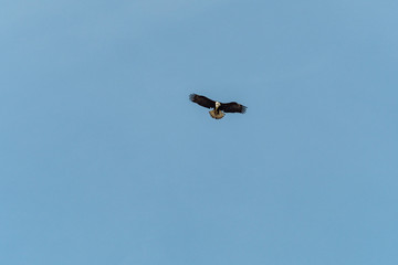 one bald eagle under blue sky searching for its prey