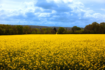 Obraz premium yellow field of oilseed rape