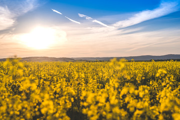 Obraz premium Blooming yellow colza field in the sunset and the bright blue sky