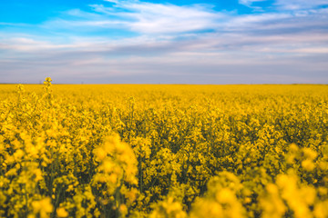 Blooming yellow colza field in sunlight and the bright blue sky