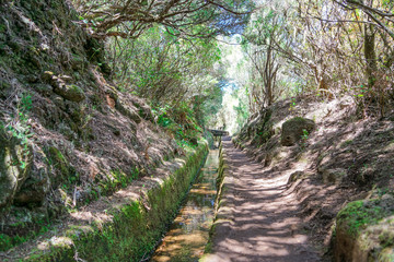 Levada walk in Madeira in a summer sunny day through the forest path