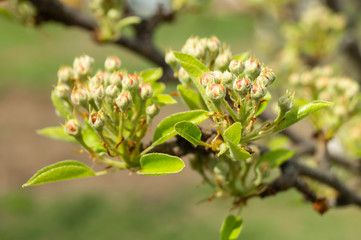 Blossom of the pear at spring length of time