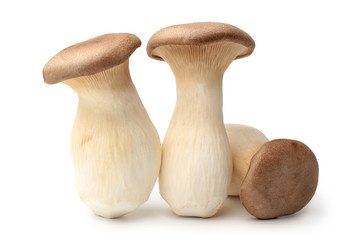 Pleurotus eryngii mushrooms - 266179690