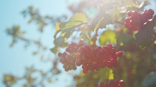 Footage of viburnum berris also called Kalyna Grow On A Branch In Sunny Summer Day
