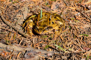 Frosch