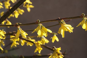 forsythia bush with yellow flowers at spring