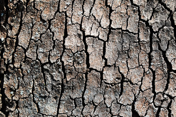 tree bark background
