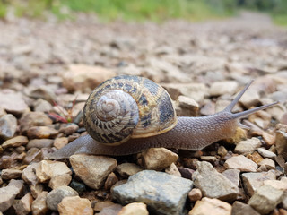 Lumaca