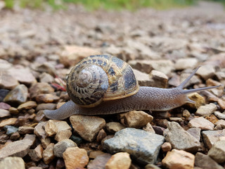 Lumaca
