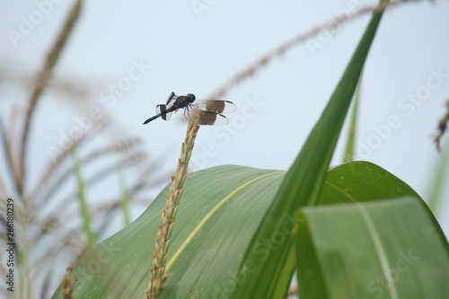 Insecto Libelula Volador Stock Photo And Royalty Free