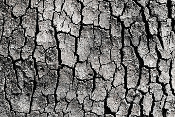 tree bark background