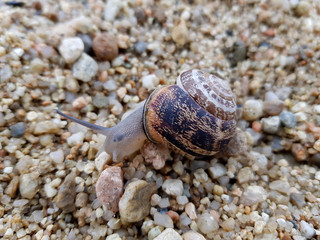 Lumaca
