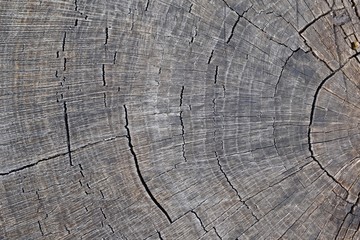 Fototapeta premium Abstract grey background.Wood texture.Old stump.