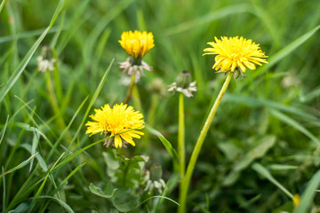 Closeup of a bright yellow blooming Sow Thistle flower, Sonchus arvensis on field of grass. Yellow dandelions in springtime, shallow depth of field, spring & summer concept. 