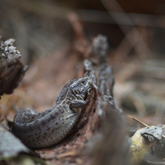 Grey lizard in the wild nature of Russia. Selective focus