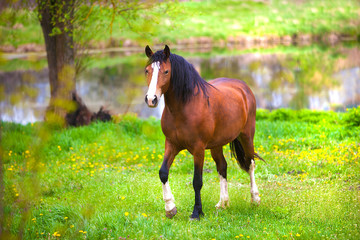 beautiful horse on a green meadow with flowers by the lake