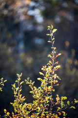 autumn colored golden tree leaves in nature in sunny day