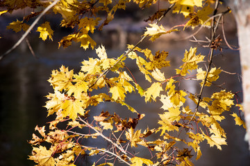 autumn colored golden tree leaves in nature in sunny day