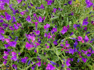 Fiore selvatico