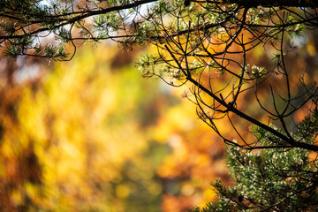 autumn colored golden tree leaves in nature in sunny day