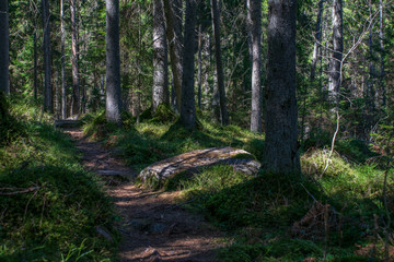 dark mysterious spruce tree forest with rocks and moss
