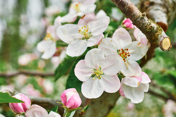 Fototapeta na wymiar beautiful blooming apple trees orchard in spring garden close up