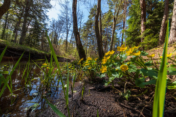 yellow spring flowers blooming on the shore of river