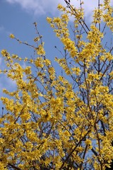 forsythia bush with yellow flowers at spring