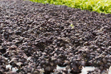 Sheets of basil close up. Growing greens for sale. Basil in pots.