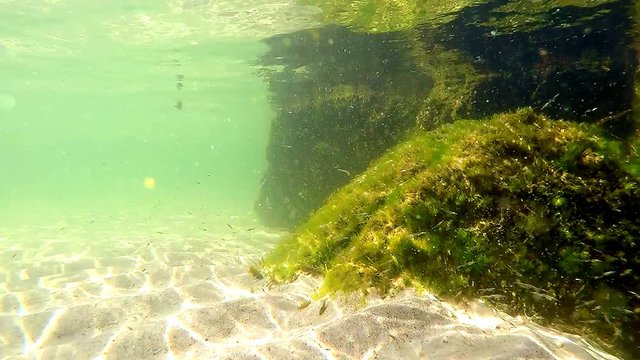 swarm of young sea lampreys in the Baltic sea 