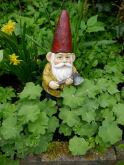 Garden gnome with red hat and an ax in hand stands  between green plants. (This sculpture has no recognizable mark, logos, no reference to the manufacturer and is therefore not copyrighted)