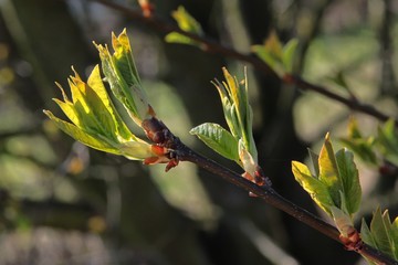 fresh growing leaves at spring