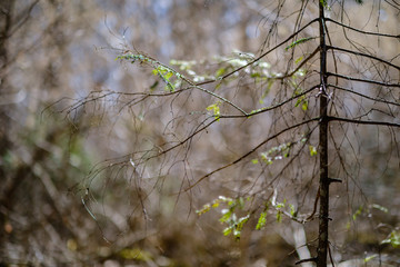 young fresh spring green spruce tree forest in sunny day