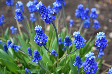 Beautiful blue flowers-Muscari in the spring garden.