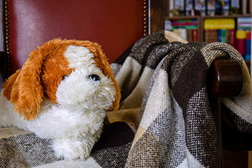 Stuffed toy-dog lies in antique chair on checkered plaid blanket. Bookshelves of home library are...