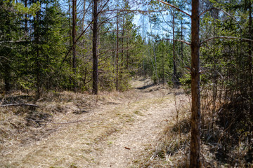 empty gravel dust road in forest with sun rays and shadows