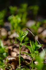 first fresh green grass sprouts in spring