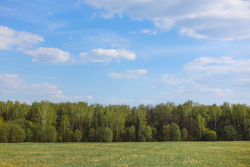 Green field and blue sky with clouds. forest away