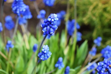 Beautiful blue flowers-Muscari in the spring garden.