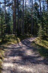 empty gravel dust road in forest with sun rays and shadows