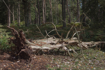 Fototapeta premium old tree in the forest
