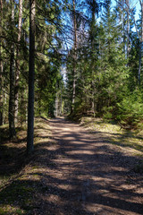 Obraz premium young fresh spring green spruce tree forest in sunny day