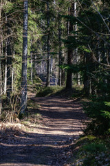 empty gravel dust road in forest with sun rays and shadows