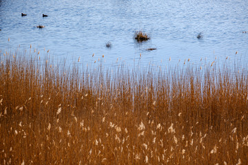 forest lake surrounded by tree trunks and branches with no leaves