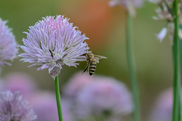 Bee with head in a chive blossom