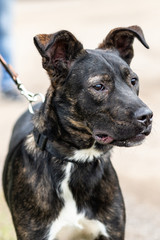 Half-breed dog of black with white on a leash.