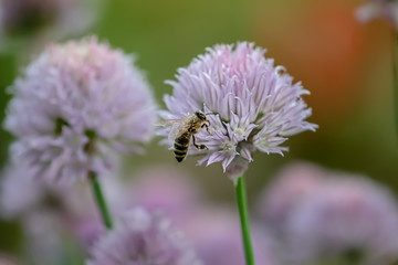 pollen covered bee flying around a chives blossom