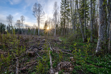 birch and aspen tree grow in spring with first leaves hatching