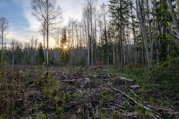 birch and aspen tree grow in spring with first leaves hatching